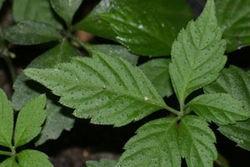 Precious Herb Jiaogulan Founded in Viet Nam ảnh 1 Precious Herb Jiaogulan Founded in Viet Nam ảnh 1